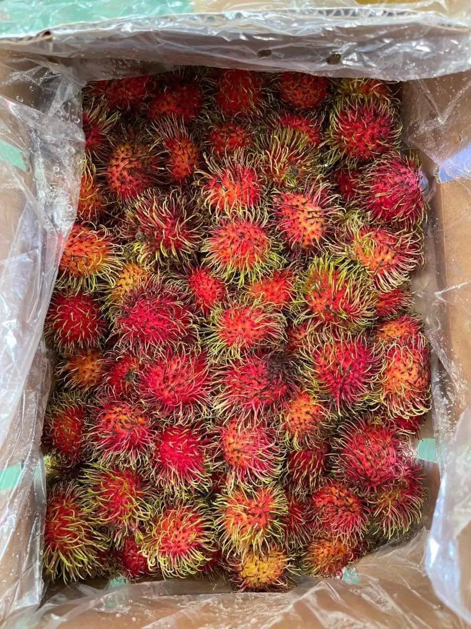 Supervisor Quality Sweet Taste Fresh Rambutan From TW6 Vietnam