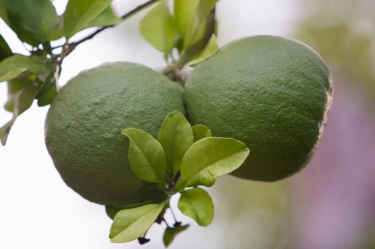 New Arrival 2022 Premium Quality Fresh Honey Pomelo From Vietnam Best Price For Pomelo Wholesale