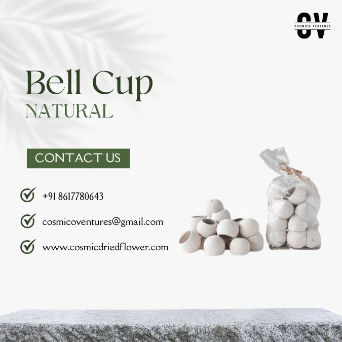 High Quality Wholesale Natural Bell Cup: Natural & Bleached for Christmas Decor & Other Festive Decor