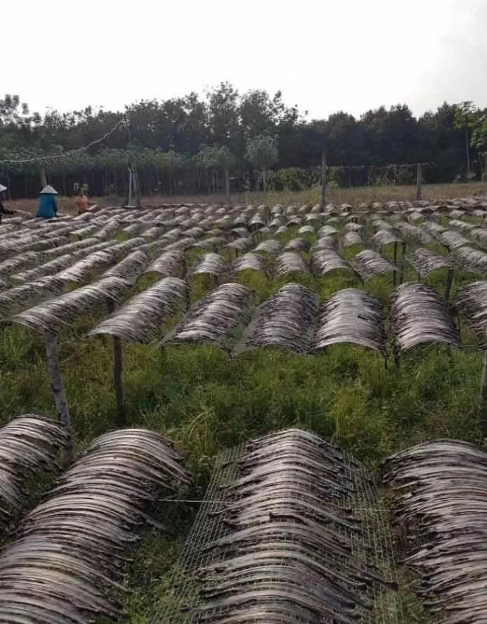 NEW PRODUCT! DRIED EARTHWORMS BIG SIZE WITH HIGHT QUALITY FOR EXPORTING FROM VIETNAM 2023