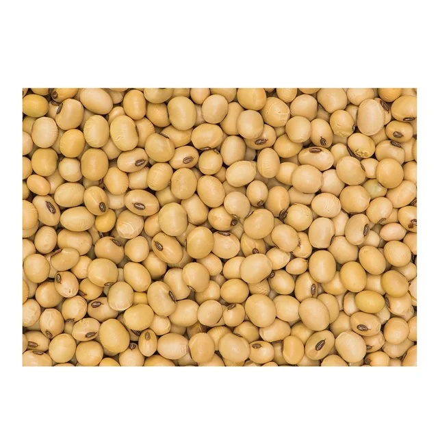 Wholesale organic soyabeans/ soya beans / soybeans available directly from Usa