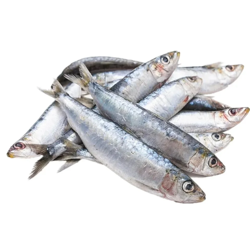 Best Seafood with Fresh Frozen Sardine Fish Price Frozen Sardine for sale