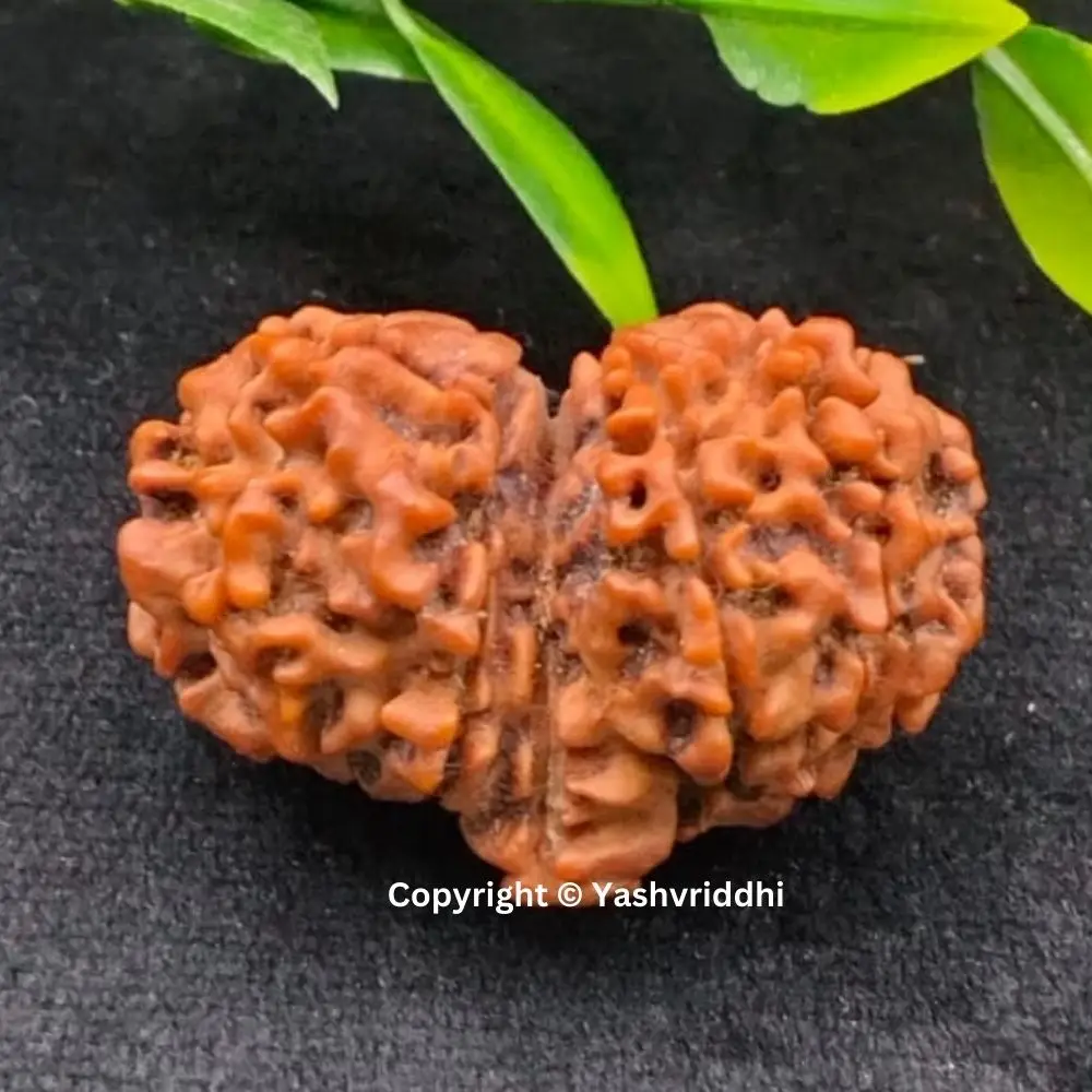 Good Quality Nepali Rudraksha Beads Gauri Shankar Nepali Gauri Shankar Rudraksha for Unity and Bonding