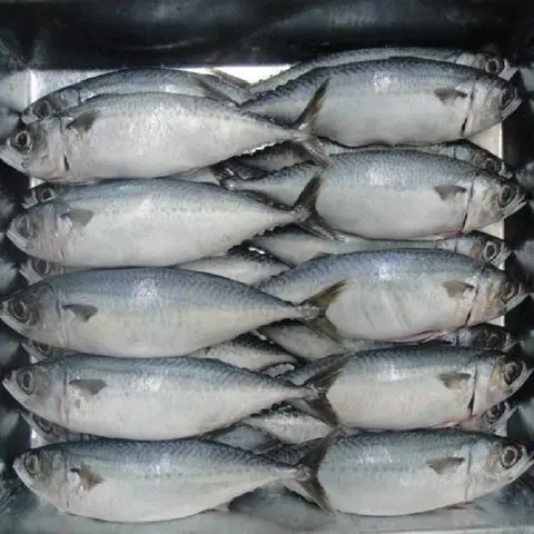 Quality Fresh Frozen Mackerel fish 400-600g For Sale rounded and torpedo-shaped, with a slender, keeled tail base