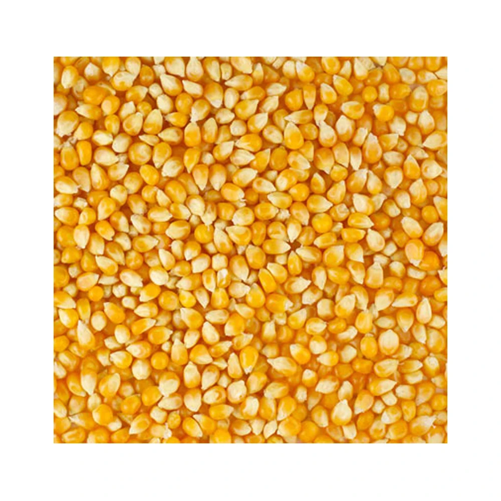 High Quality For Sale Yellow Corn Animal Feed Yellow Corn Available At Affordable Price
