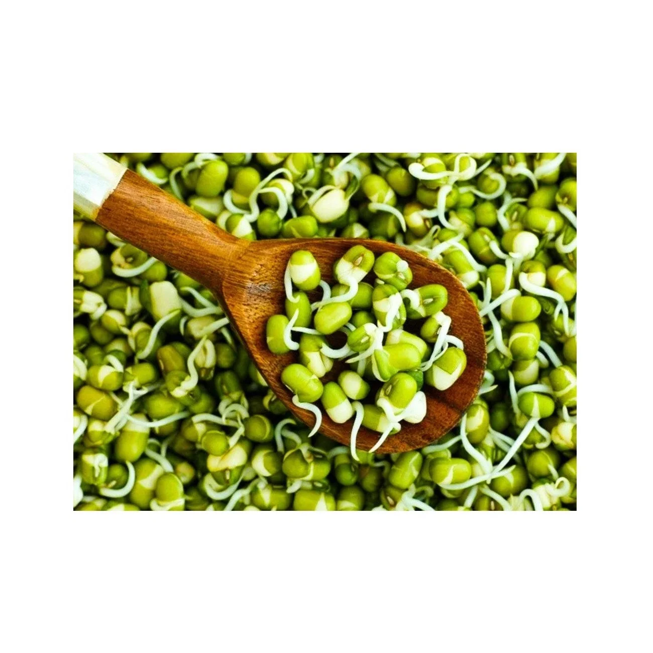 Wholesale Natural Organic High Quality Green Mung Beans For Sprouting Green Vigna Beans Green Gram Beans