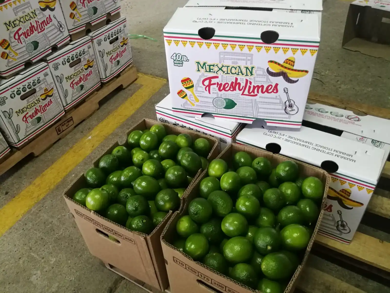 Lime Green OEM Package Weight Size- Low MOQ Support Grade lemon Fresh Seedless Lime Lifefoods from Vietnam