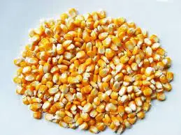 Indian Manufacturer Of Best And Premium Quality Natural Yellow Corn Maize For Animal Feed Indian At Reasonable Price