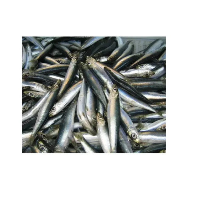 Frozen Herring Fish at Unbeatable Low Prices Perfect for Cooking Delicious Meals and Seafood Dishes