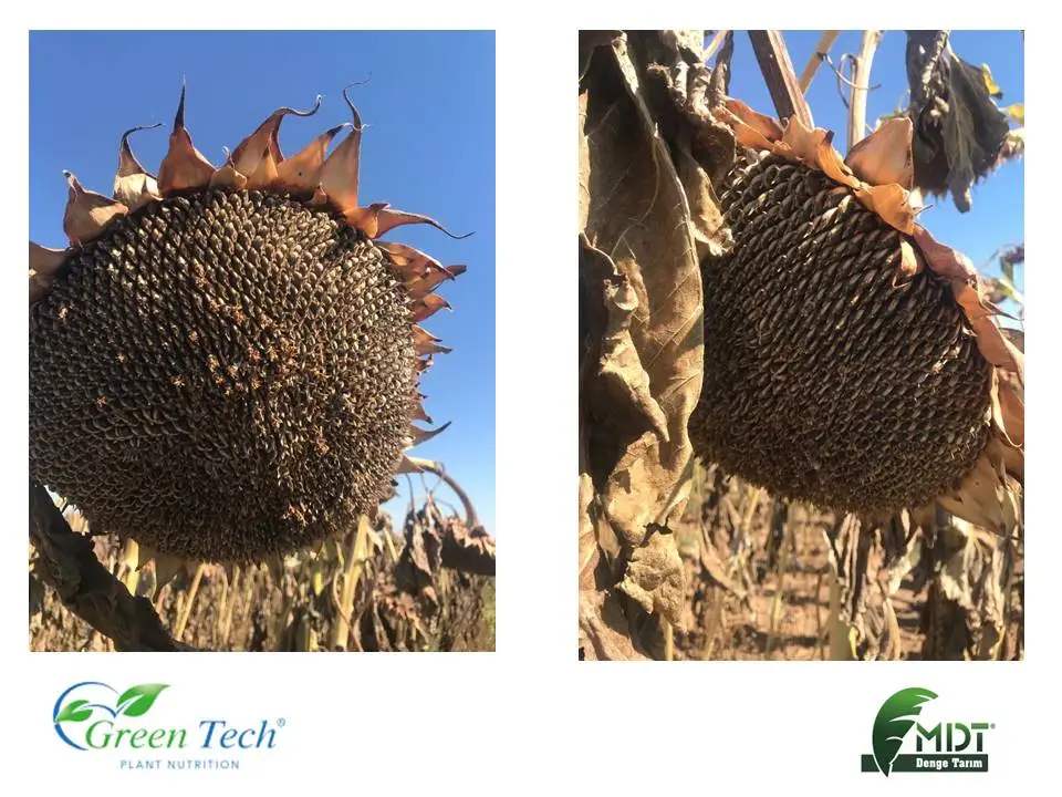 Green tech Int. - Green Tech Stone -S - Soil Regulator - Liquid Sulphur - Organic Acid Complex - Plant Protection Products