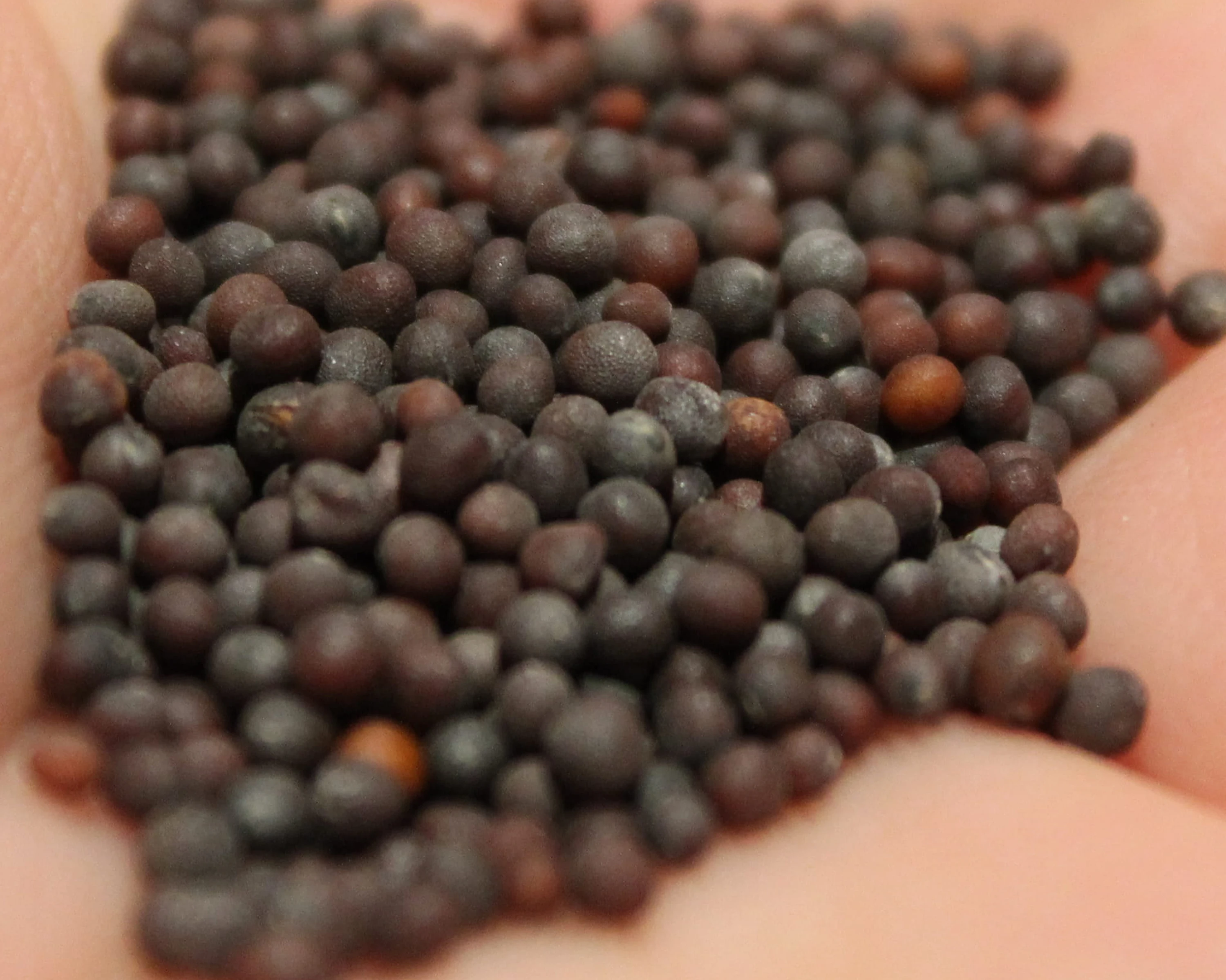 Black Mustard Seeds
