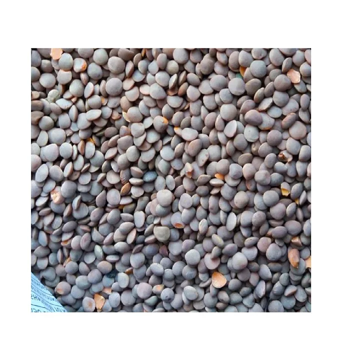 Hot Sale Lentils Beans with Low Price of black Lentils