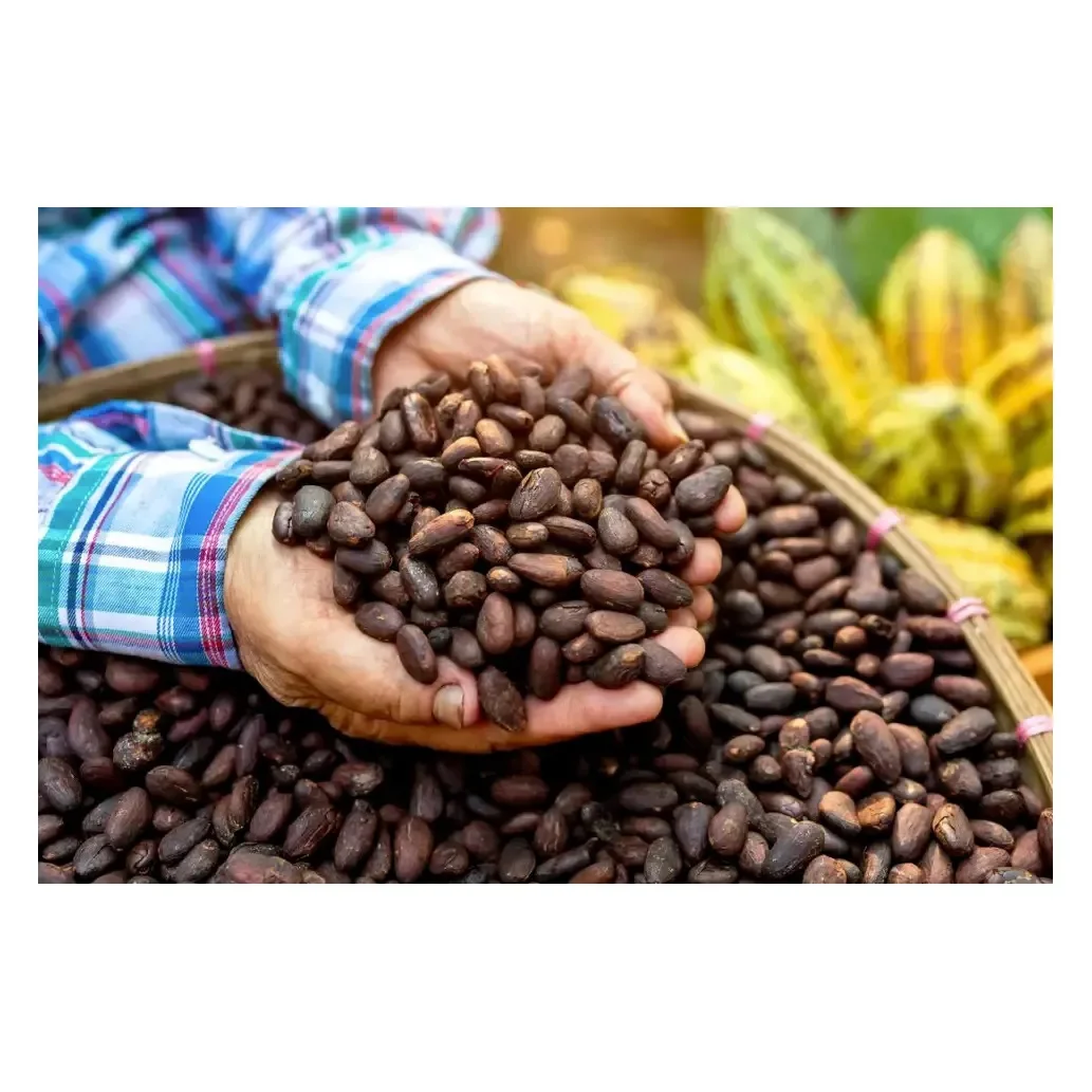 Ghana Cocoa Bean Price Per Kg High Quality Raw Cocoa Bean  Organic Cacao Bean