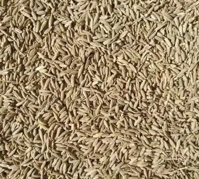 Top class Singapore Europe quality 99% cumin seed price from India