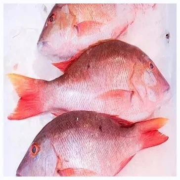 Новый тип продукта рыба замороженная свежая красная морская 300-500 г для импортеров морепродуктов Высококачественная рыба-лещ