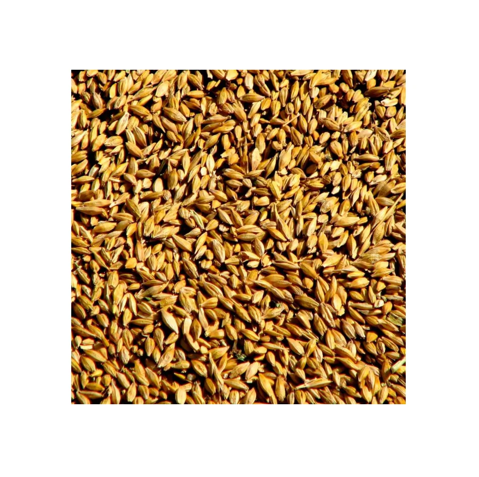 Wholesale Price Supplier of Organic Rye Grains Bulk Stock With Fast Shipping