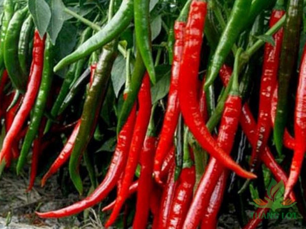 Fresh Capsicum Fresh Chili Horn Pepper Sweet Pepper Green Yellow Red Style Organic Color Weight Origin Type Size Place