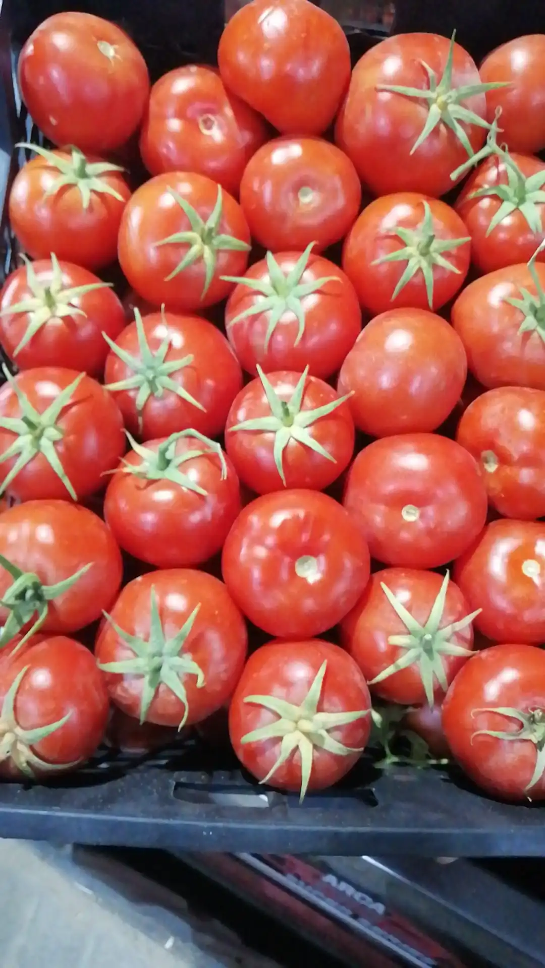 Fresh tomatoes