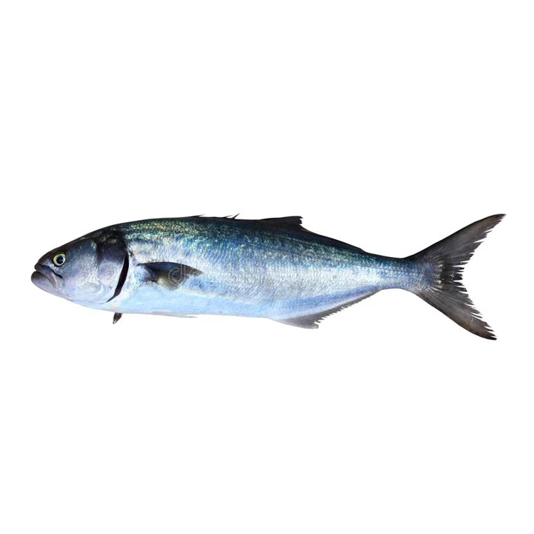 Factory Direct Sale Top Quality Best Selling Wholesale Bluefish Thailand Seafood Supplier at Reasonable Price