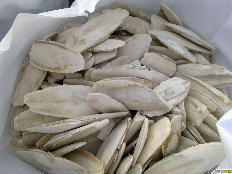 100% Natural Trimmed Dried cuttle fish bone sun dry cuttlebone for sale squid bones Processed Unprocessed Squid bone