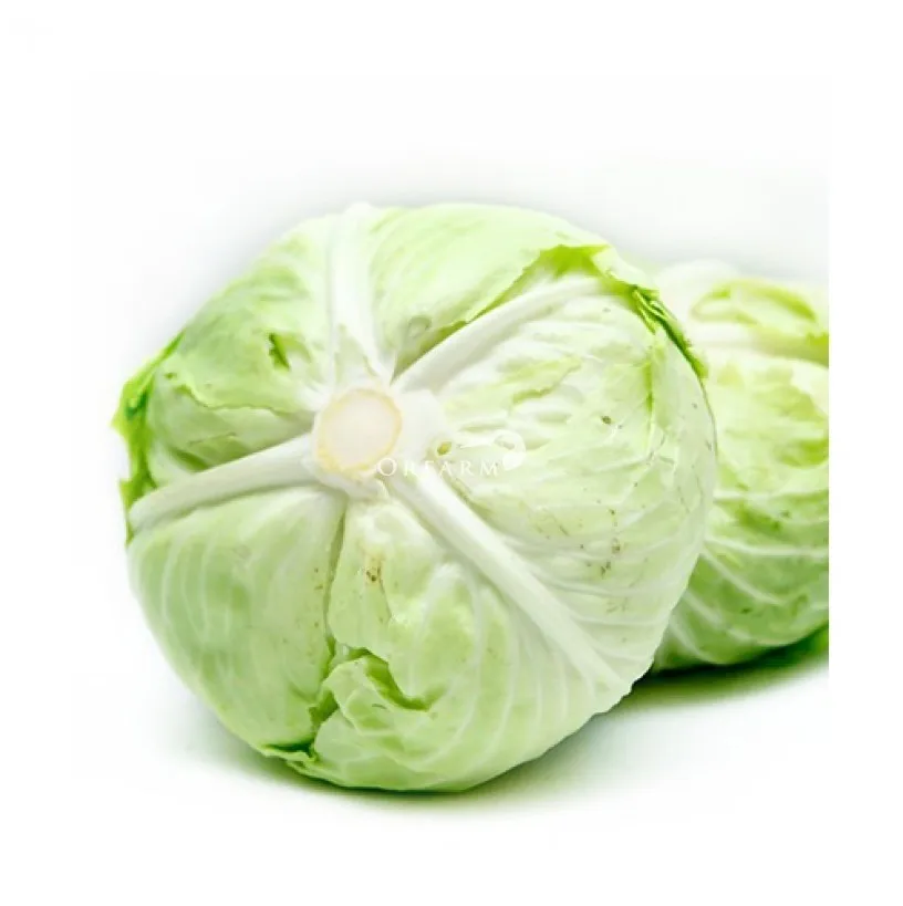 high quality Wholesale Cabbage products in best price 2022 ANGLE