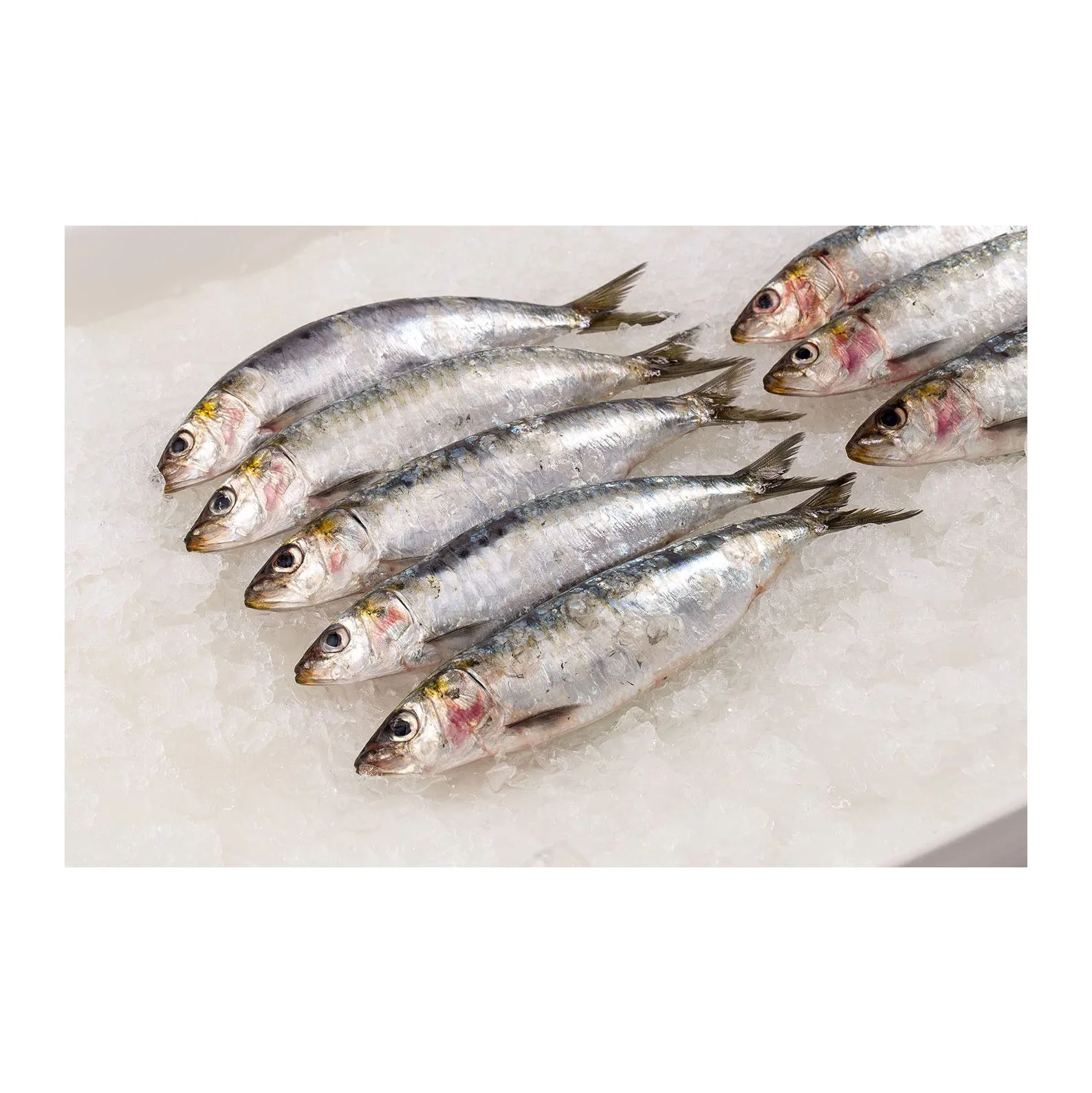 Healthy Sea Food Dried Whole Round Frozen Fresh Sardine Fish