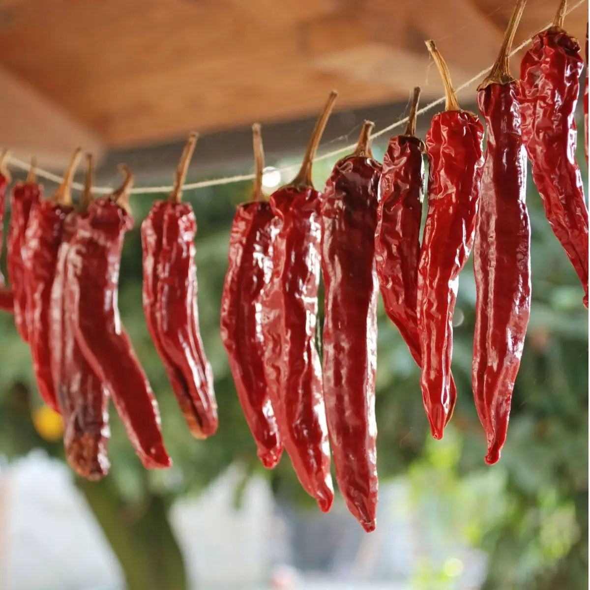 Top Product 100% Pure Dried Chili Best Natural Hot Dry Red Chili Top Quality Dried Red Chili Factory Price