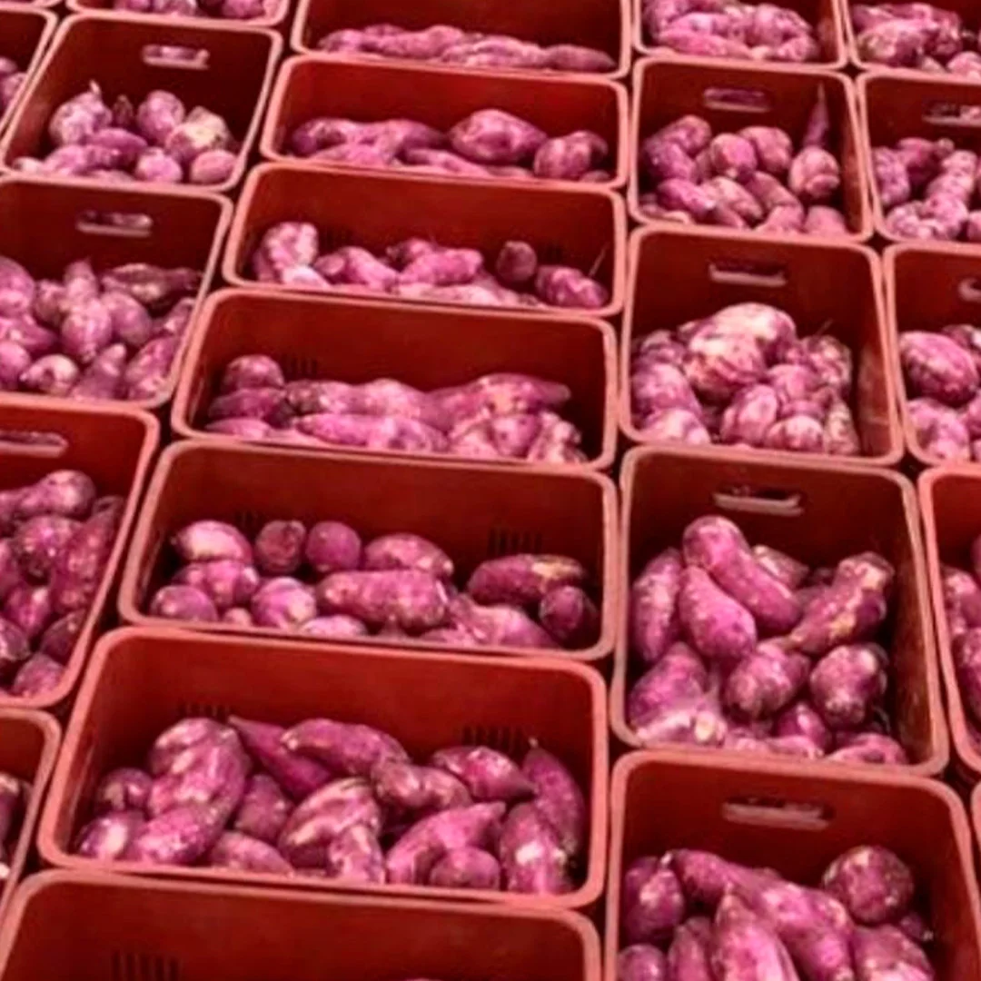 Sweet Potato Flour - 25kg Natural And Health Food To Cooking Brazilian Sweet Potato