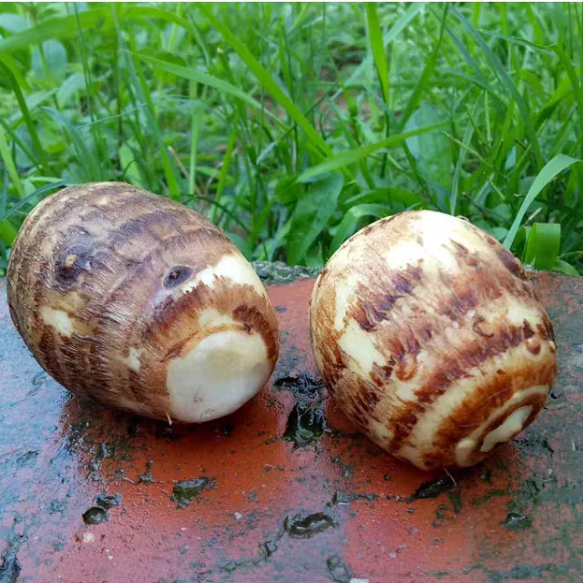 Crop Wholesale Vegetables Chinese Fresh Taro Supervisor Quality Fresh Taro From China Vietnam