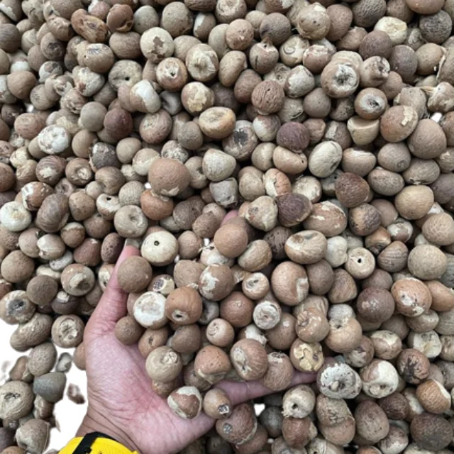 Best Quality Areca Nuts Wholesale Dried Betel Nuts From Indonesia Betel Nuts Packaging Burlap Sack Best Prices For Export