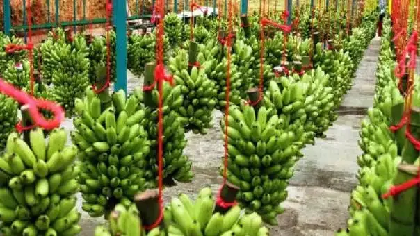 2023 оптовая продажа хорошее качество конкурентоспособная цена вкусный вкус Свежий Кавендиш Банан