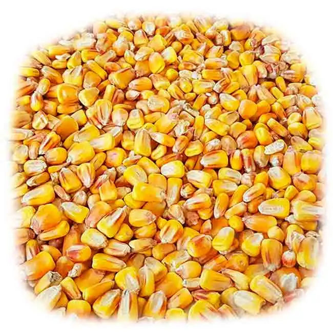 Top Quality Fresh Corn Corn Factory Supply Natural And Fresh Delicious Grains Full And Sweet Waxy Corn at Affordable Price