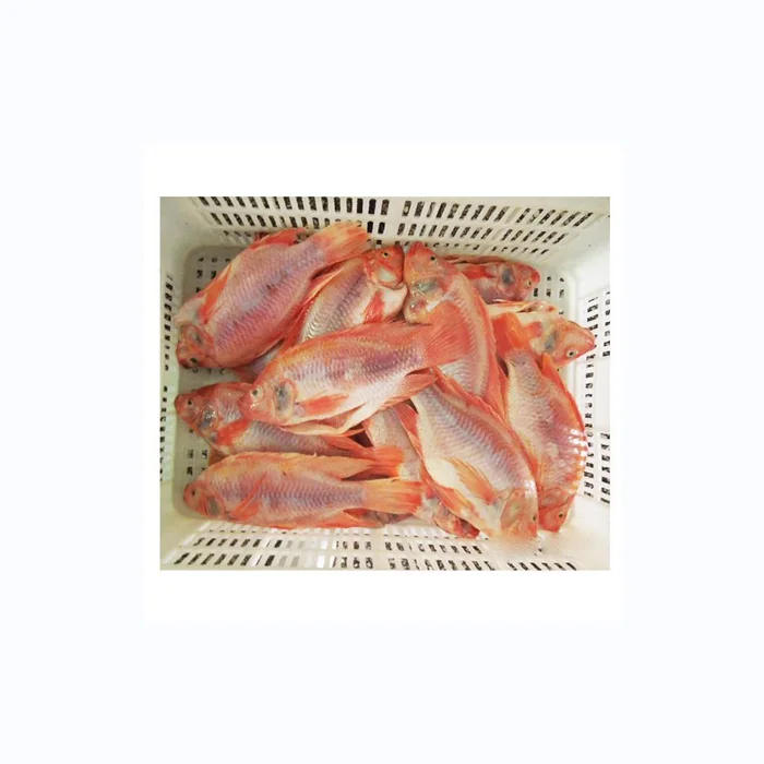 Top quality Good price Frozen red tilapia for export in bulk