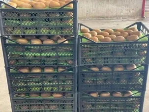 Fresh Fruit Kiwi 60gr at viols and Plastic carton boxes Turkish Original Kiwi wholesale fresh fruits
