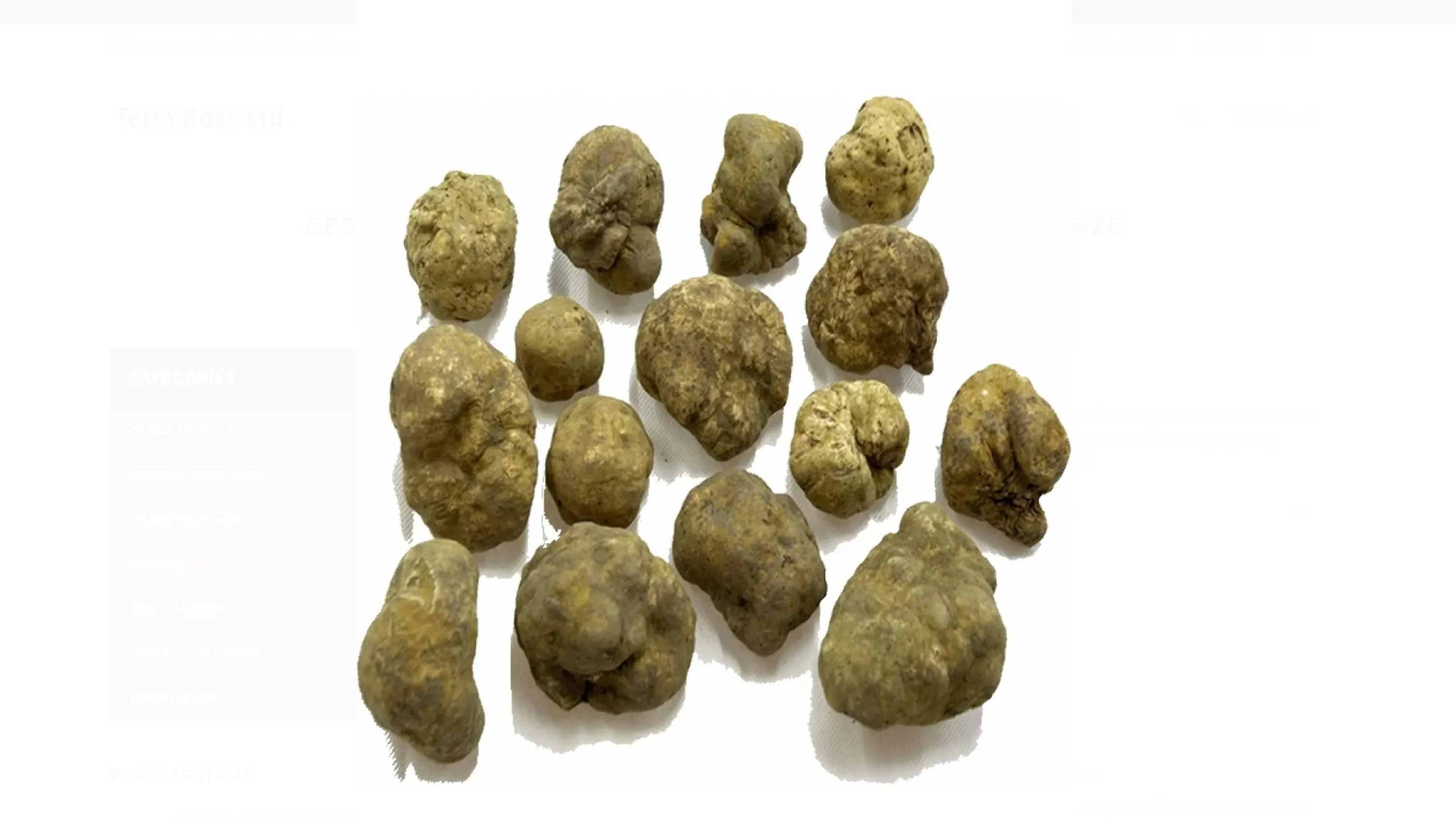 FRESH WHITE TRUFFLES TUBER MAGNATUM HUGE SIZE - THIRD GRADE