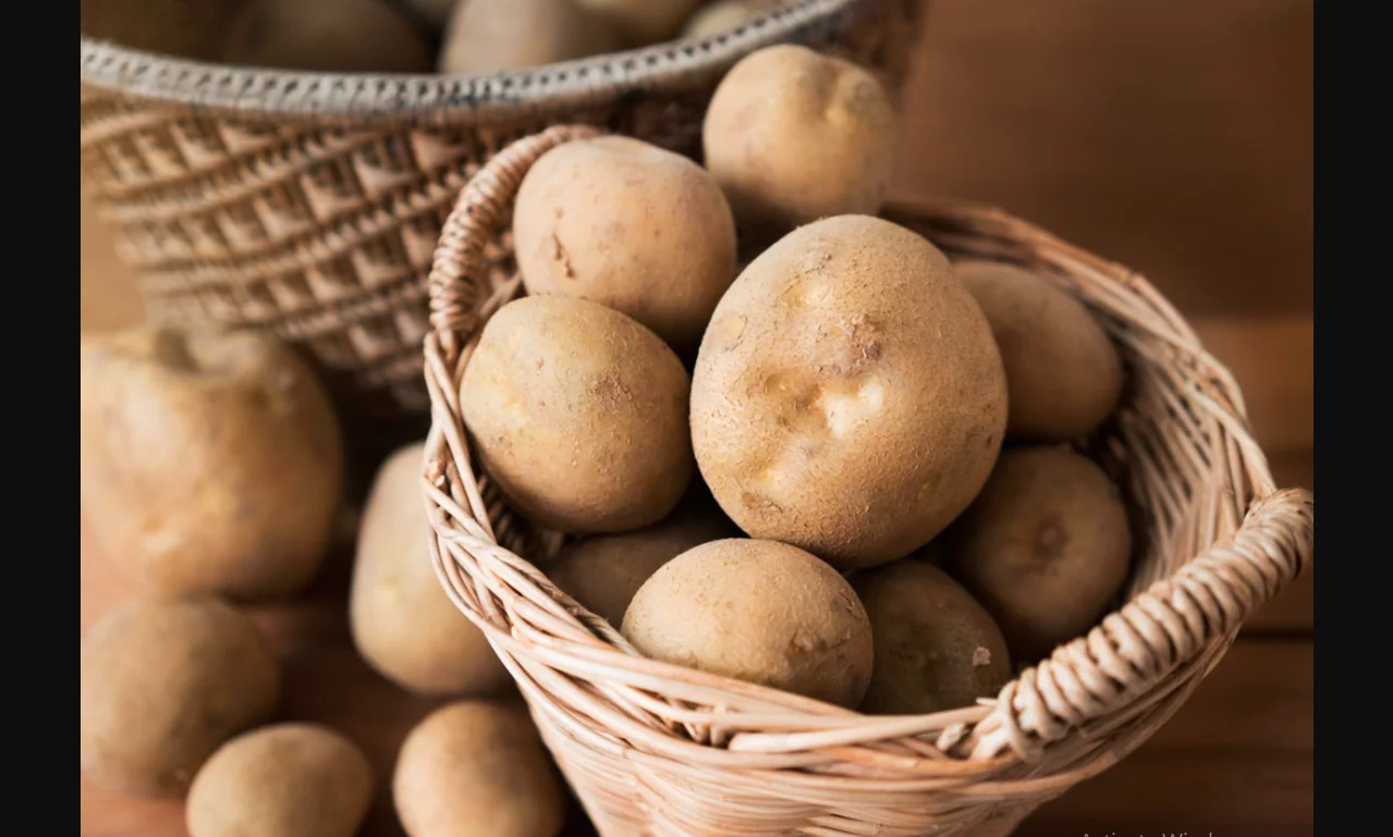 fresh Potato with Top quality new crop per ton good price for wholesale fresh potato professional export potato 2022 new fresh