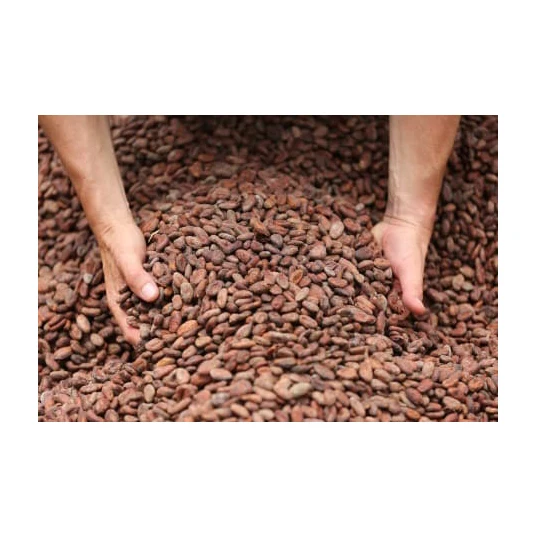 Best Quality Cocoa Beans For Sale In Cheap Price Wholesale Cocoa Beans