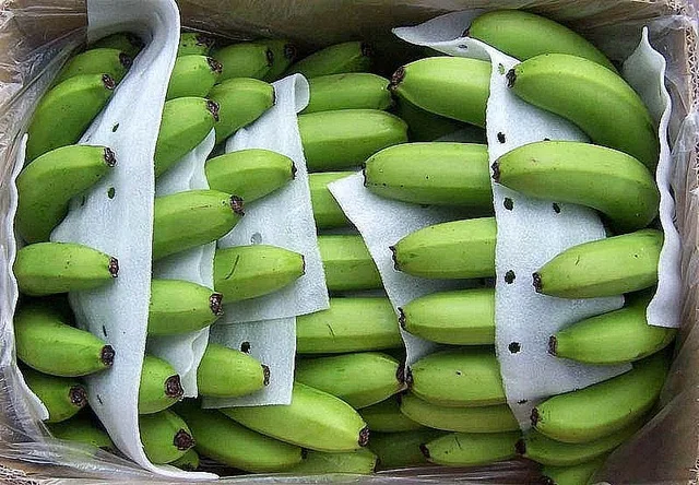Wholesale Fresh Cavendish Banana With High Quality from Vietnam