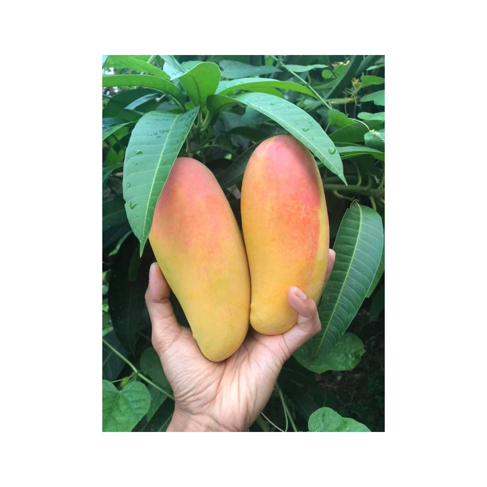 High Quality Thai mango (Pink) from Thailand sweet and soft (Export grade, Premium, Very sweet)