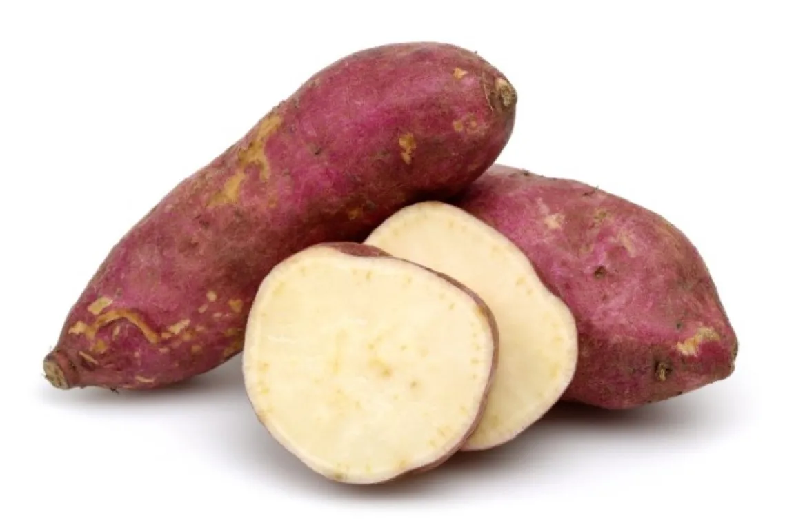Fresh Sweet Potato Yellow And Purple Sweet Potato From austria High Quality New Crop For Sale