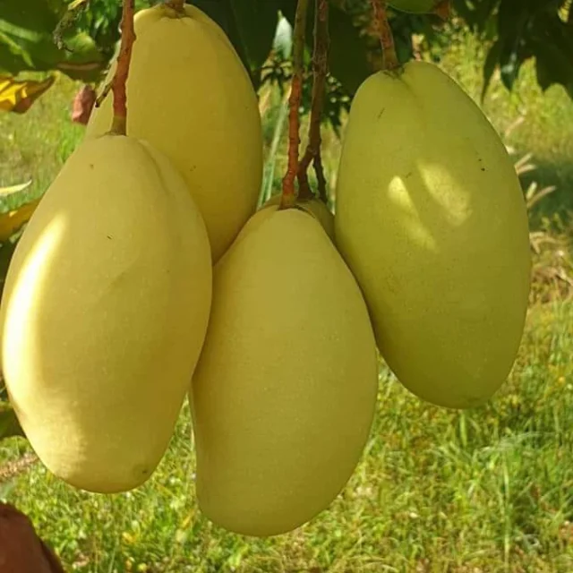 Mango Keo Best Quality Brand Supplier For Export Custom Logo Package Cheap Price Low MOQ Hot Selling From Vietnam