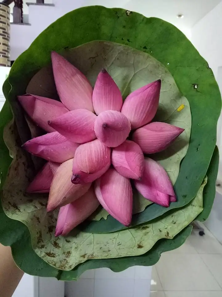 Hot Sale Good Quality Favourable Price Dried Black Lotus Flower Seeds for Export