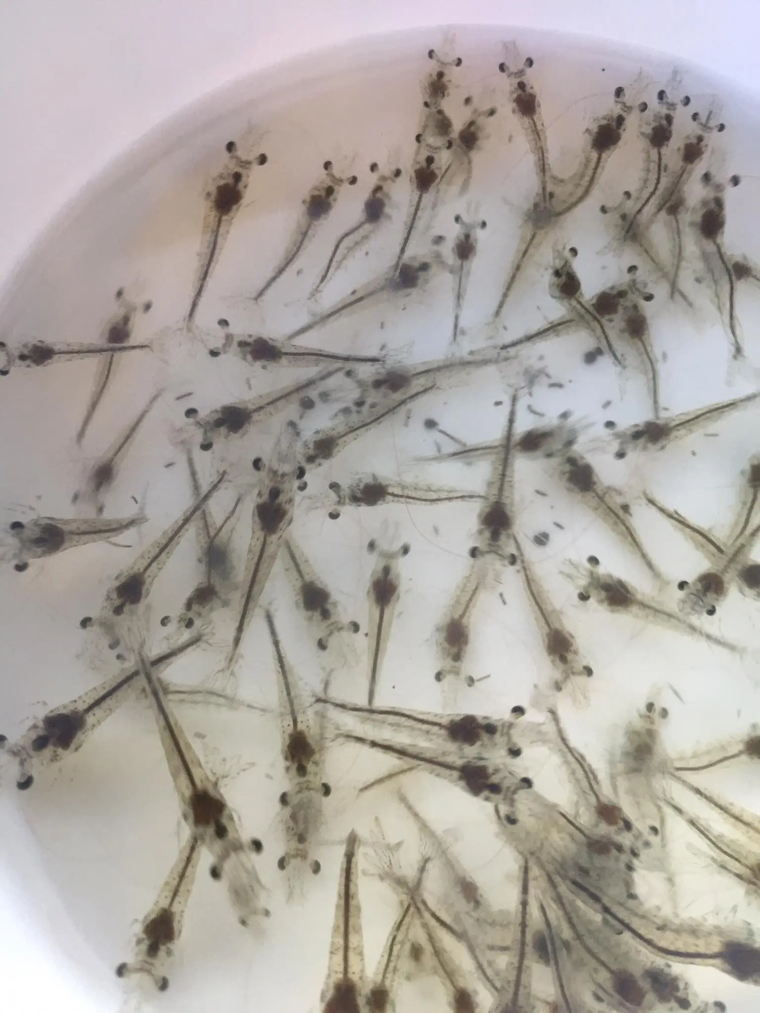 Promote Growth Product Bile Acids Protect Shrimp with Good Growth Performance