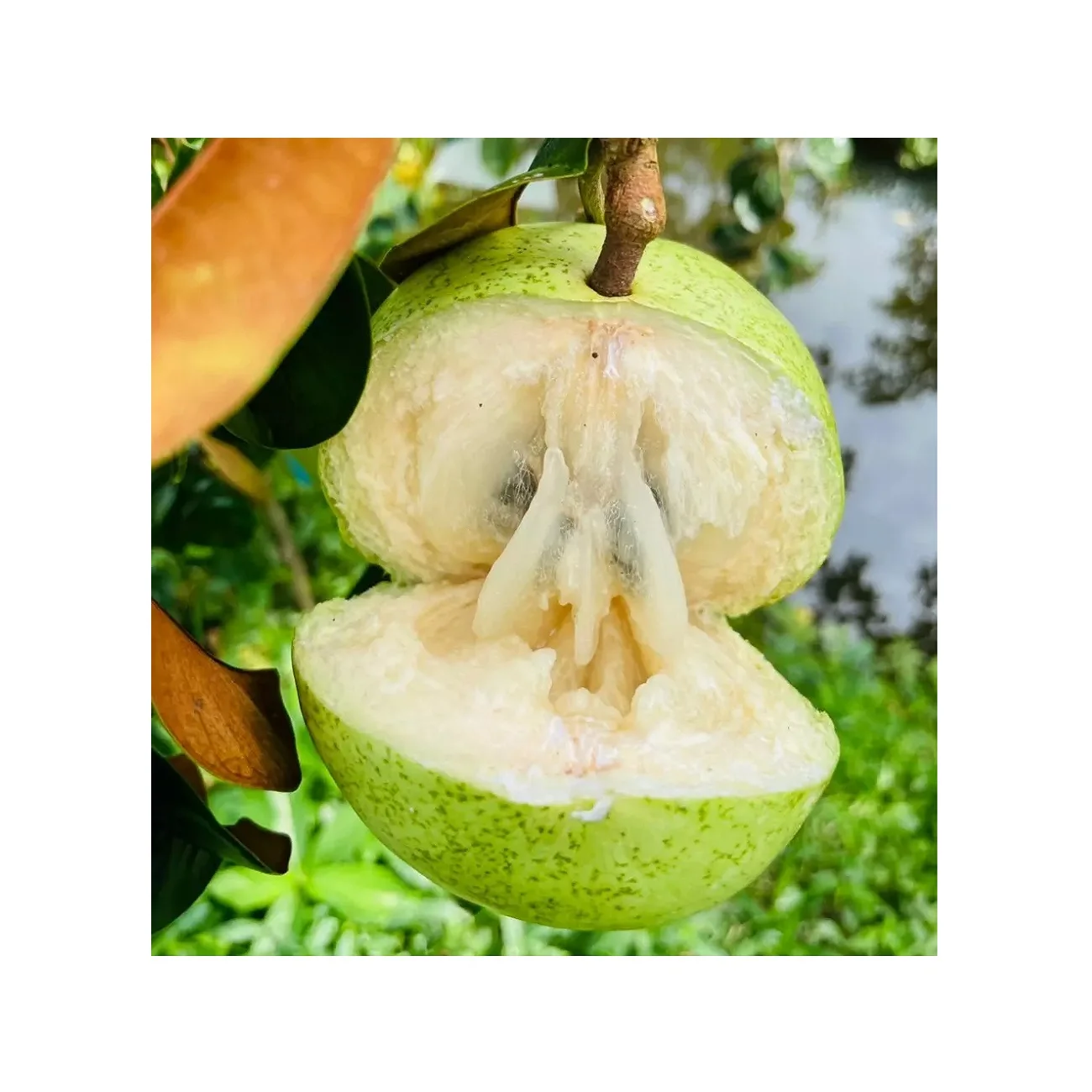 Exporting Quality Fresh Fruits Naturally Sweet Taste Ripe And Succulent Fresh Star Apple From Vietnam