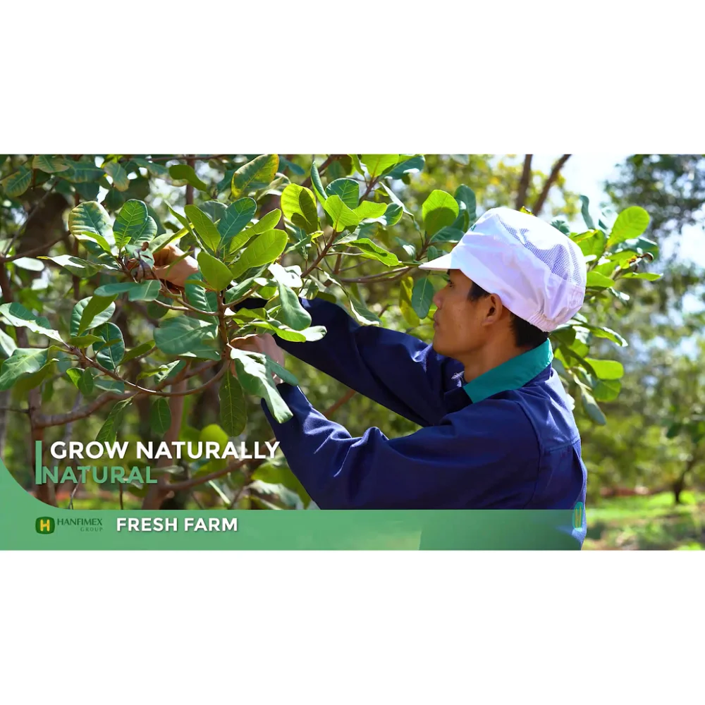 VIETNAM CASHEW NUT W320 NEW CROPHIGH QUALITY BEST PRICE BRC FOOD TOP SUPPLIER HANFIMEX GROUP