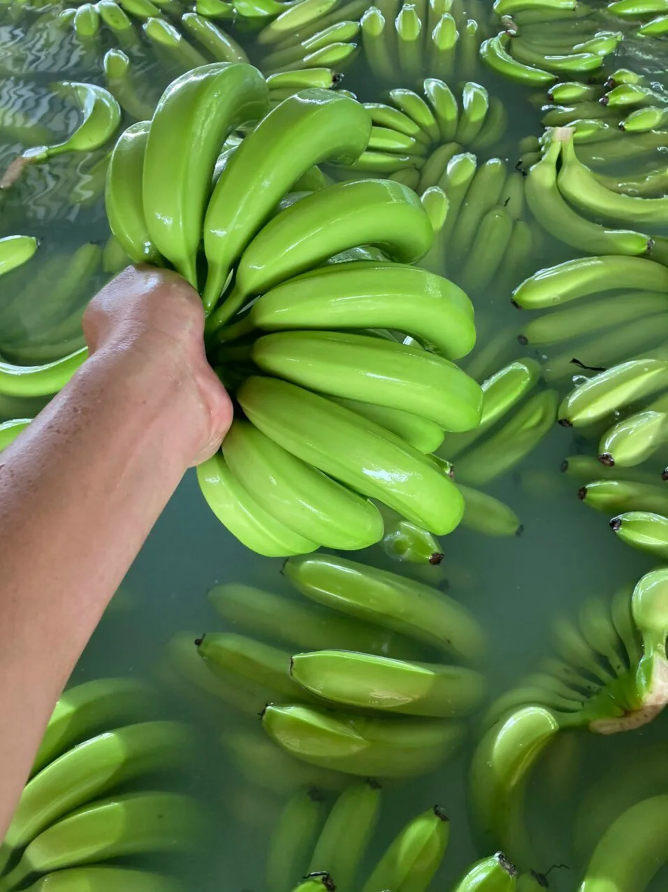 Свежий банан cavendish от компании по экспорту бананов с оригинальным во Вьетнаме-свежий зеленый органический банан-экспорт по всему миру оптом