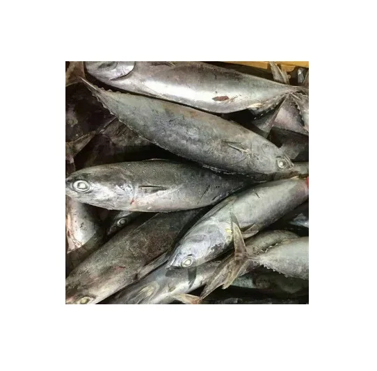 Frozen Horse Mackerel, Pacific Mackerel, Tuna, Trout, Bonito, Tilapia, Squid, Salmon fish Best Price Frozen Bonito WR Fish