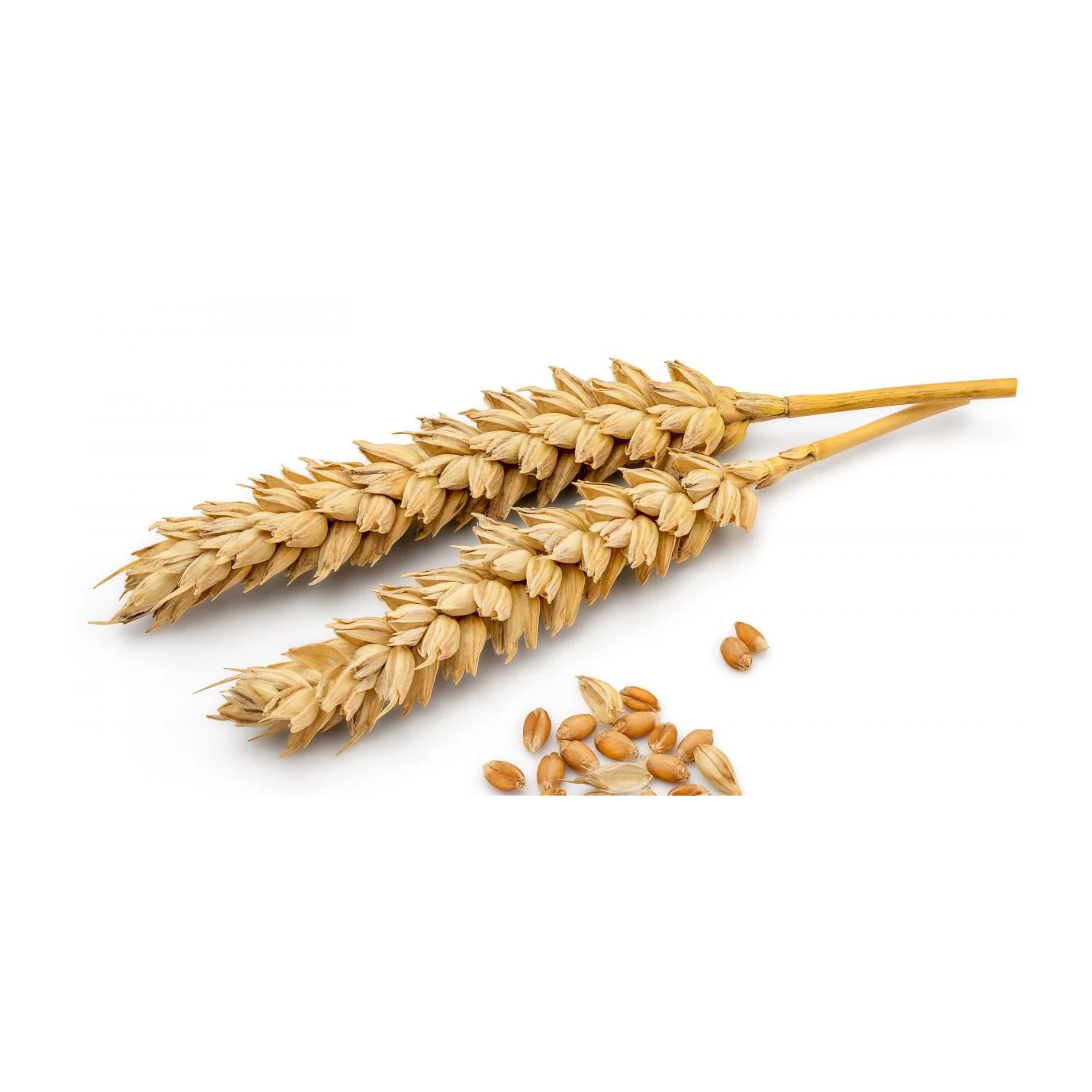 Top Quality 100% Authentic Dry grain 500g Spaghetti in bag Durum Wheat Pasta for Cooking best market price