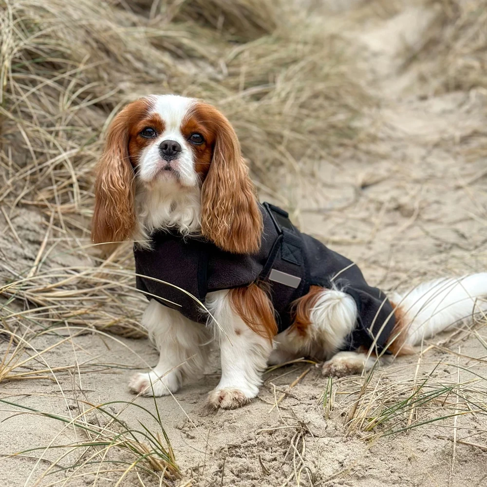 In Black Color Warm Winter Dog Coat Cavalier King Charles Spaniel Jacket In Reasonable Price Dog Clothes BY Fugenic Industries