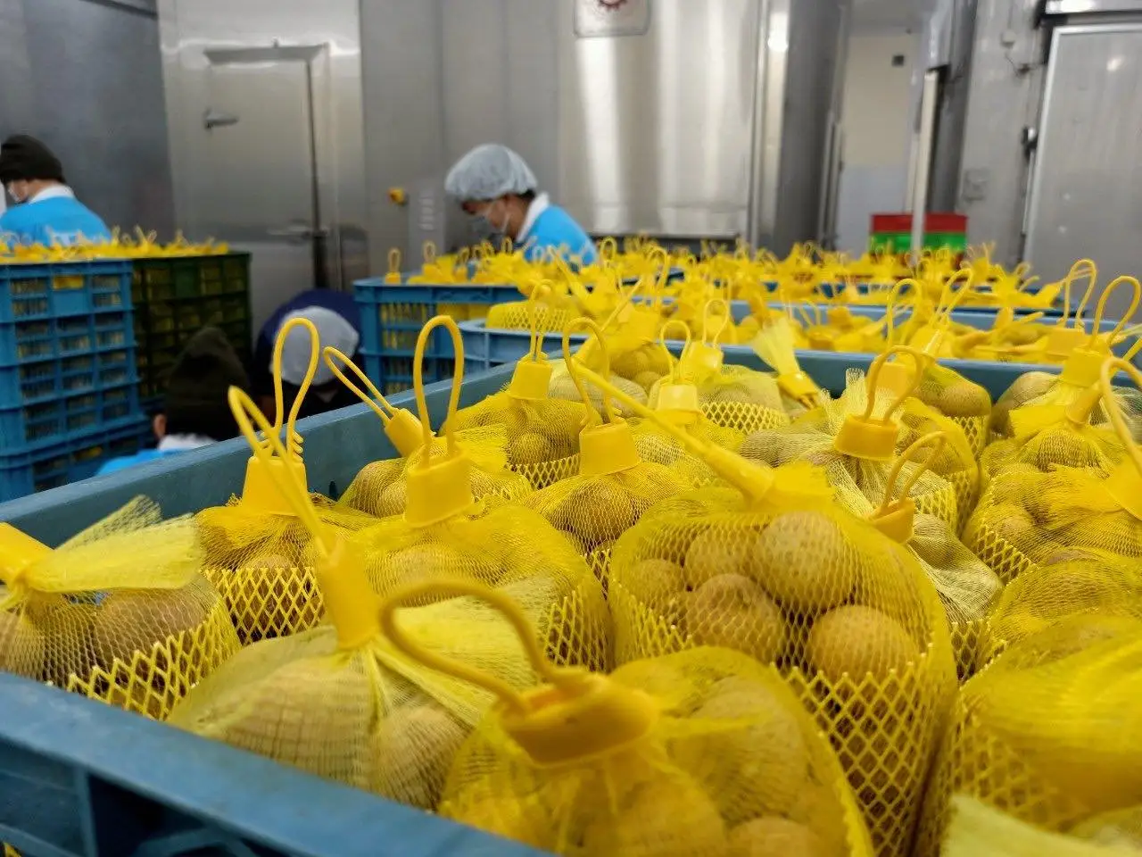 FRESH LONGAN and frozen longan GOOD PRICE FROM VIETNAM  contact +84963818434